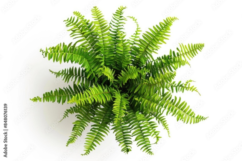 A close-up shot of a plant growing on a white background A close-up shot of a plant growing on a white background