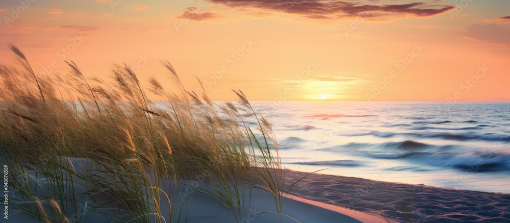 Evening beach grass on the sand. Creative banner. Copyspace image Evening beach grass on the sand. Creative banner. Copyspace image