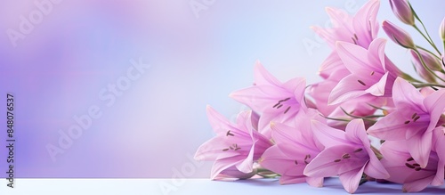 pink and purple campanula flower. Creative banner. Copyspace image photo