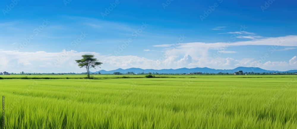 Landscape Sugar palm trees and Rice field. Creative banner. Copyspace image Landscape Sugar palm trees and Rice field. Creative banner. Copyspace image