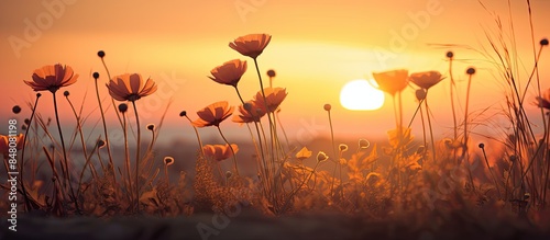 silhouettes of flowers and plants against the background of the setting sun. Creative banner. Copyspace image