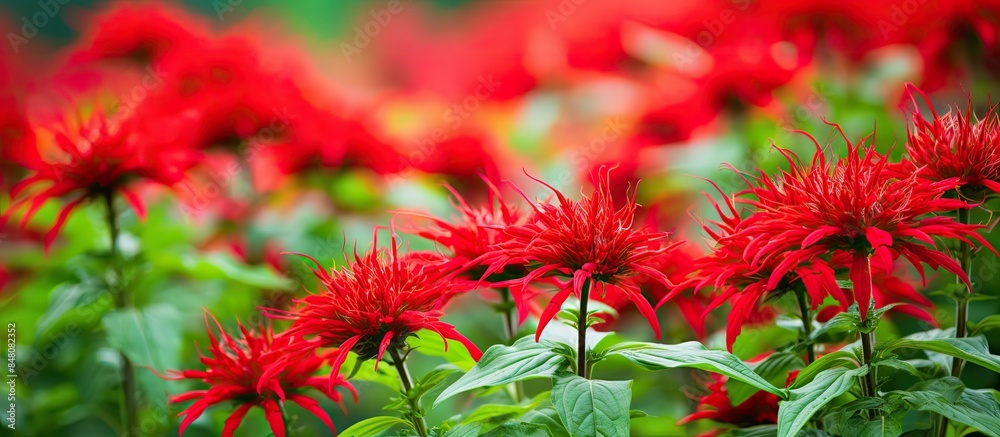 Monarda didyma Scarlet beebalm. Creative banner. Copyspace image Monarda didyma Scarlet beebalm. Creative banner. Copyspace image