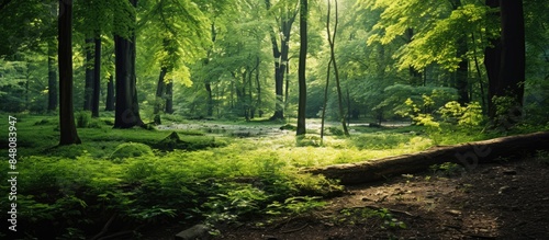 Green grass and trees in a forest. Creative banner. Copyspace image