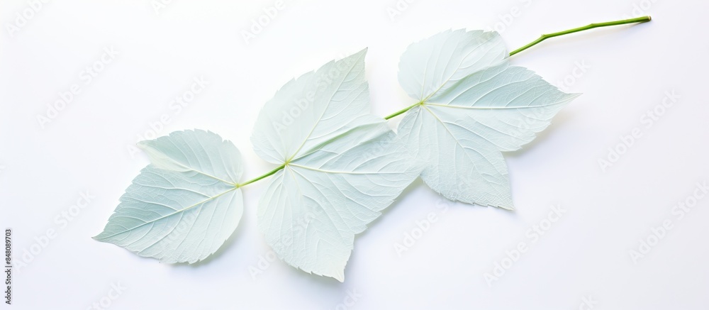 Fototapeta premium Hydrangea leaf on white background. Creative banner. Copyspace image