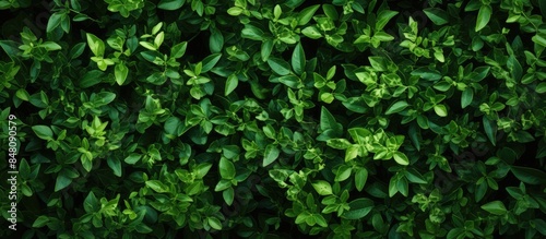 Wallpaper Mural Small green leaves Background texture Bush. Creative banner. Copyspace image Torontodigital.ca
