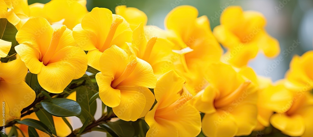Obraz premium Blooming yellow allamanda flowers Blur background. Creative banner. Copyspace image