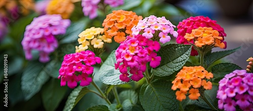 Lantana various color bloom in the garden. Creative banner. Copyspace image photo