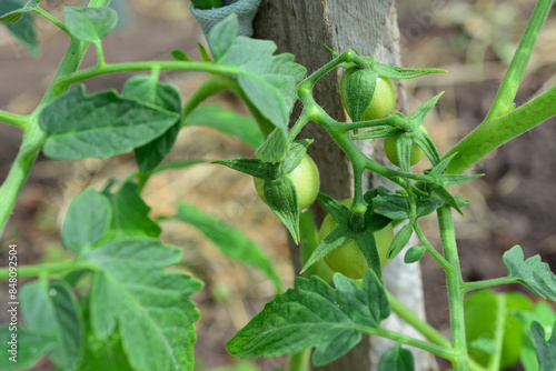 a plant with green cherry tomatoes on it close up