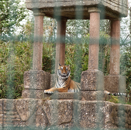 Beautiful Tiger at the Zoo photo