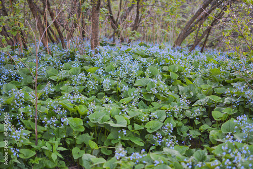 small blue brunnera flowers in a forest 