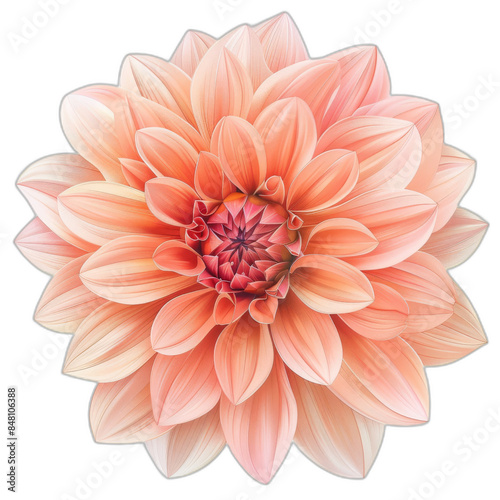 Imaginative petally chrysanthemum with a transparent background