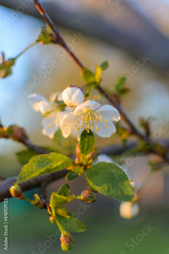 white apple blossom close up