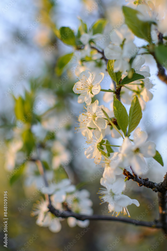 cherry blossom branch close up cherry blossom branch close up