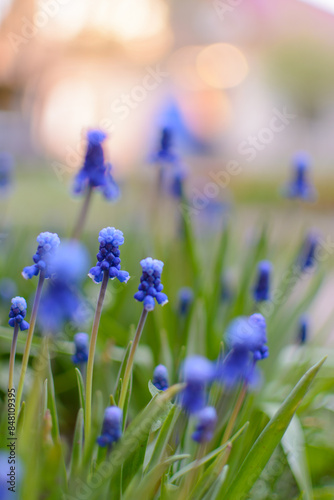 Beautiful muscari flowers in sunny garden.