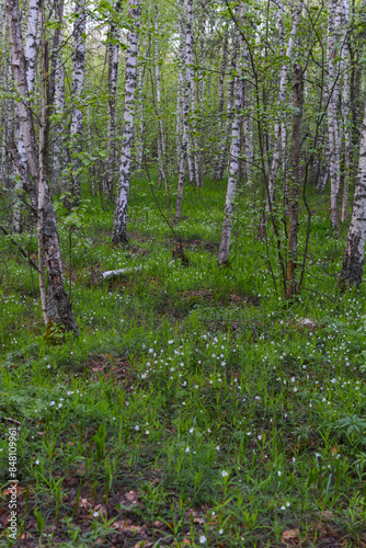 small white spring flowers in the forest