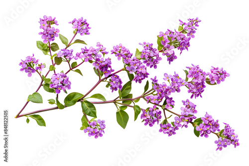 Wallpaper Mural pink limonium flower branch isolated on white background  Torontodigital.ca