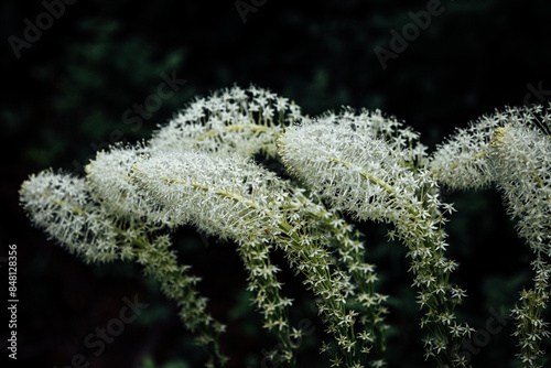 Bear Grass in Bloom, Montana