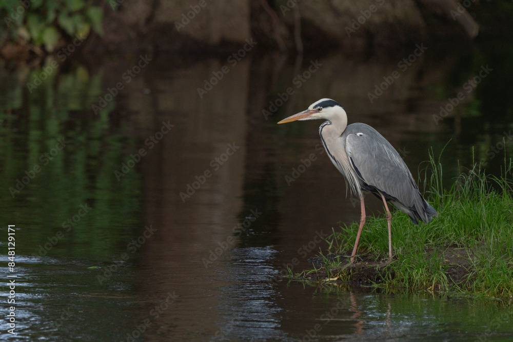 Gray heron (Ardea cinerea) watching for fish in a river. Gray heron (Ardea cinerea) watching for fish in a river.