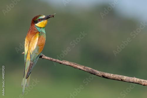 European bee-eater (Merops apiaster) in spring during the breeding season. © bios48