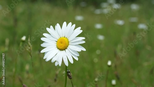 A Large Oxeye Daisy Blowing in the Wind on a Summer Day