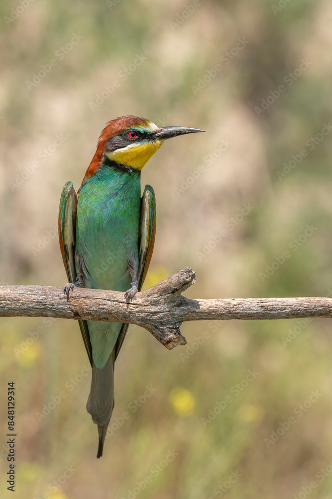 Obraz premium European bee-eater (merops apiaster) on a branch in spring.