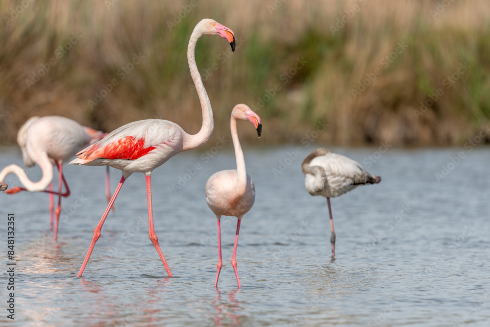 Flamingo (Phoenicopterus roseus) in a pond of a natural reserve. Flamingo (Phoenicopterus roseus) in a pond of a natural reserve.
