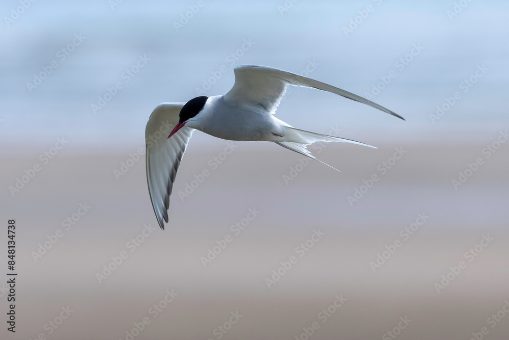Fototapeta premium arctic tern