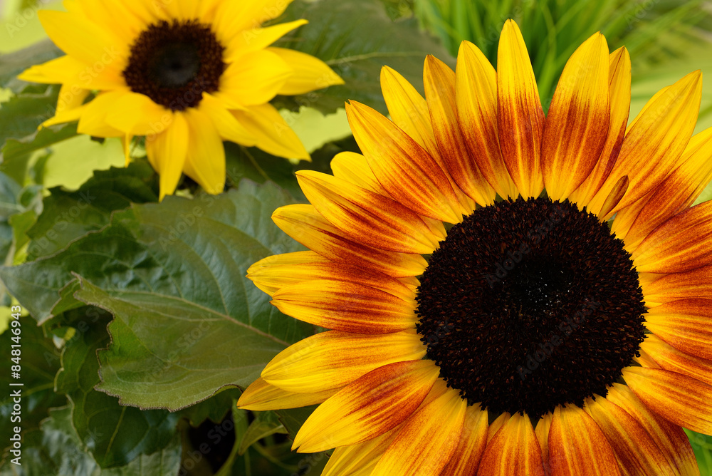 Obraz premium Common Sunflower Close-up