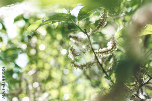 Poplar fluff on the branch among green leaves. Summer landscape. Poplar fluff is to blame for allergies.