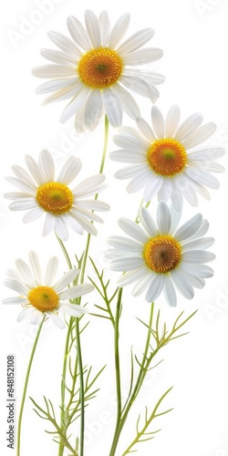 Camomile Flower Bouquet. Isolated White Camomiles on White Background. Meadow Wild Chamomile Blossom Blooming © AIGen