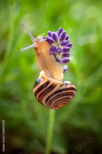 lavender blossom and a snail at a summer day in the garden