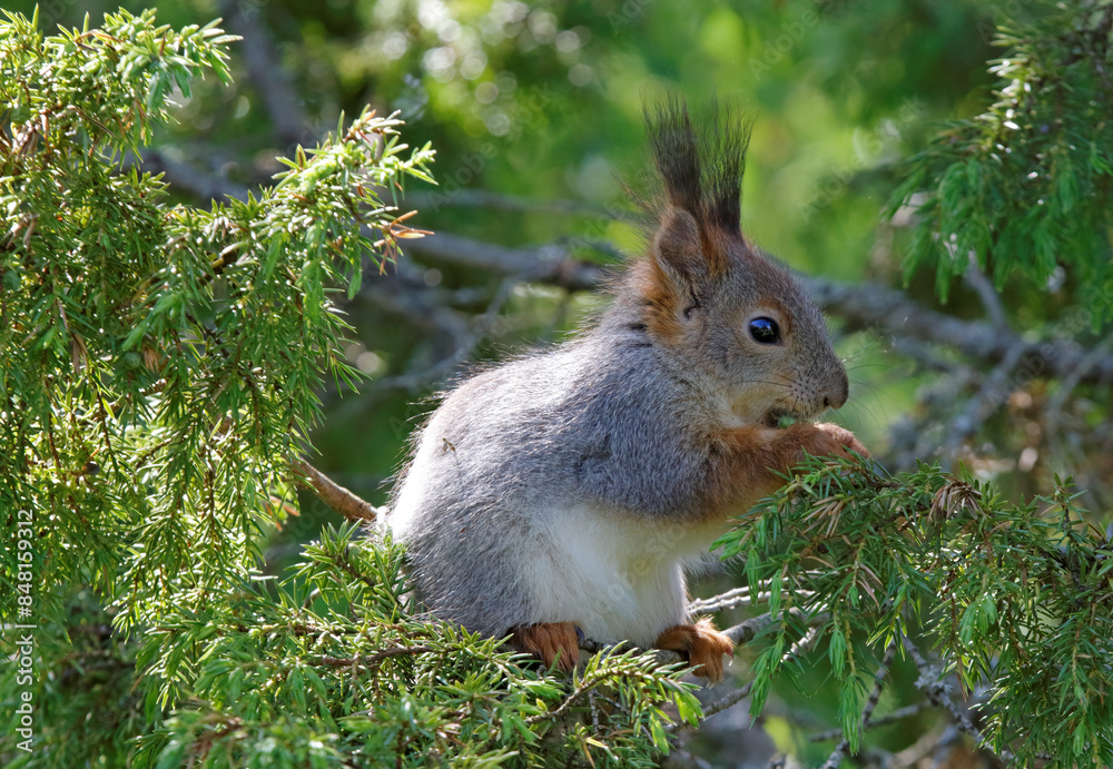 Fototapeta premium A squirrel eating green berries of Juniperus