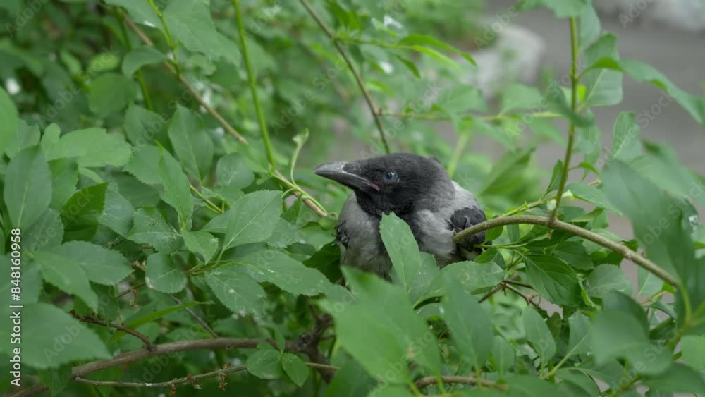 Baby crow sitting on a branch waiting for its mother Baby crow sitting on a branch waiting for its mother