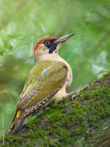 Grünspecht (Picus viridis) photo