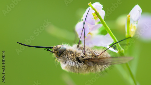 Wollschweber (Bombyliidae) photo