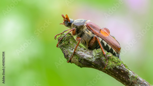 Maikäfer (Melolontha) photo