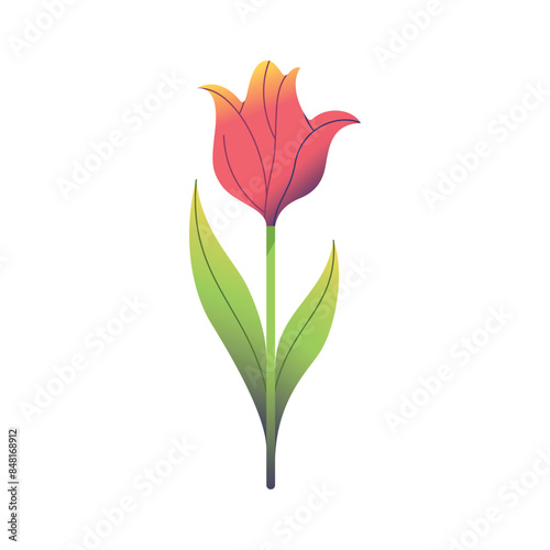 Vector Tulip Flower Spring Plant Cartoon Illustration Isolated