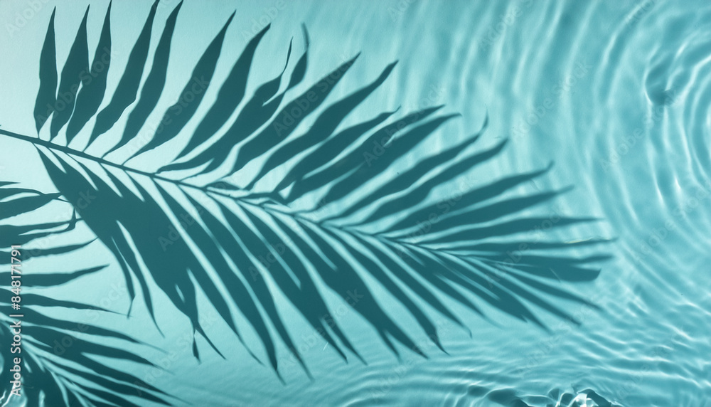 Top view of tropical leaf shadow on water surface. Transparent Overlay of a Palm Leaf Silhouette, png Top view of tropical leaf shadow on water surface. Transparent Overlay of a Palm Leaf Silhouette, png