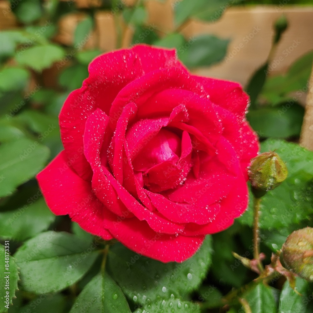 red rose with water drops red rose with water drops