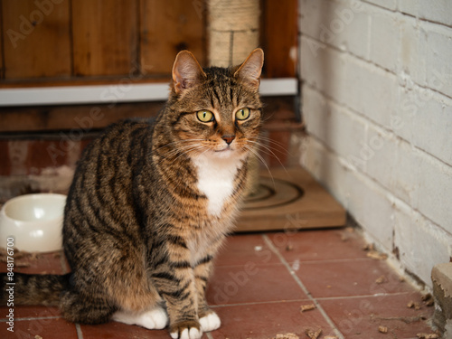 Tabby cat in cat rescue shelter pen 