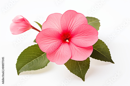 photo of a beautiful impatiens flower isolated on white background  photo