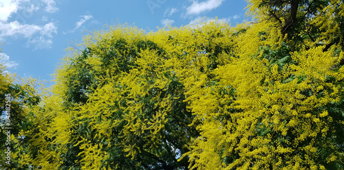 Golden rain trees (Koelreuteria paniculata)