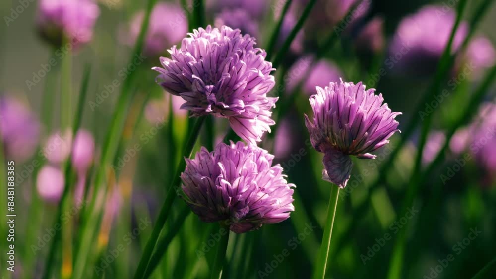 German Garlic purple in gentle breeze and dappled light German Garlic purple in gentle breeze and dappled light