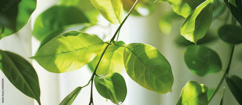 Dancing Green Leaves: The Simple Main Picture of Air-Purifying Greenery Dancing Green Leaves: The Simple Main Picture of Air-Purifying Greenery
