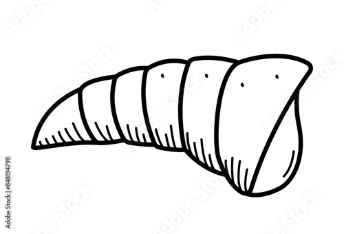 Seashell, single isolate on a white background. Vector illustration of a shell doodle sketch.