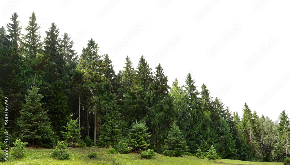 Wald mit dunkel grünen Nadelbäumen isoliert auf weißen Hintergrund, Freisteller