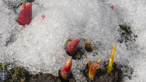 Spring day, nature awakening after winter, new life. Time lapse, snow melting, first flower sprouts from the soil