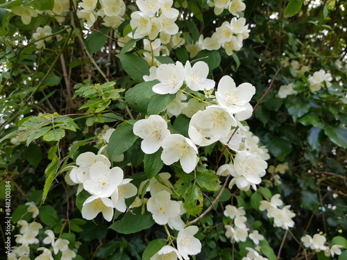 Jasminum officinale, known as the common jasmine or simply jasmine, is a species of flowering plant in the olive family Oleaceae. Hanover, Germany.