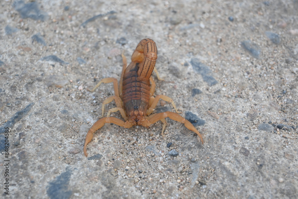 Indian red scorpion. It is considered to be the most lethal scorpion in the world. It's other names eastern Indian scorpion, aHottentotta tamulus and Indian Red Tail Scorpion. Indian red scorpion. It is considered to be the most lethal scorpion in the world. It's other names eastern Indian scorpion, aHottentotta tamulus and Indian Red Tail Scorpion.