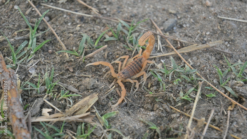 Indian red scorpion. It is considered to be the most lethal scorpion in the world. It's other names eastern Indian scorpion, aHottentotta tamulus and Indian Red Tail Scorpion. Indian red scorpion. It is considered to be the most lethal scorpion in the world. It's other names eastern Indian scorpion, aHottentotta tamulus and Indian Red Tail Scorpion.